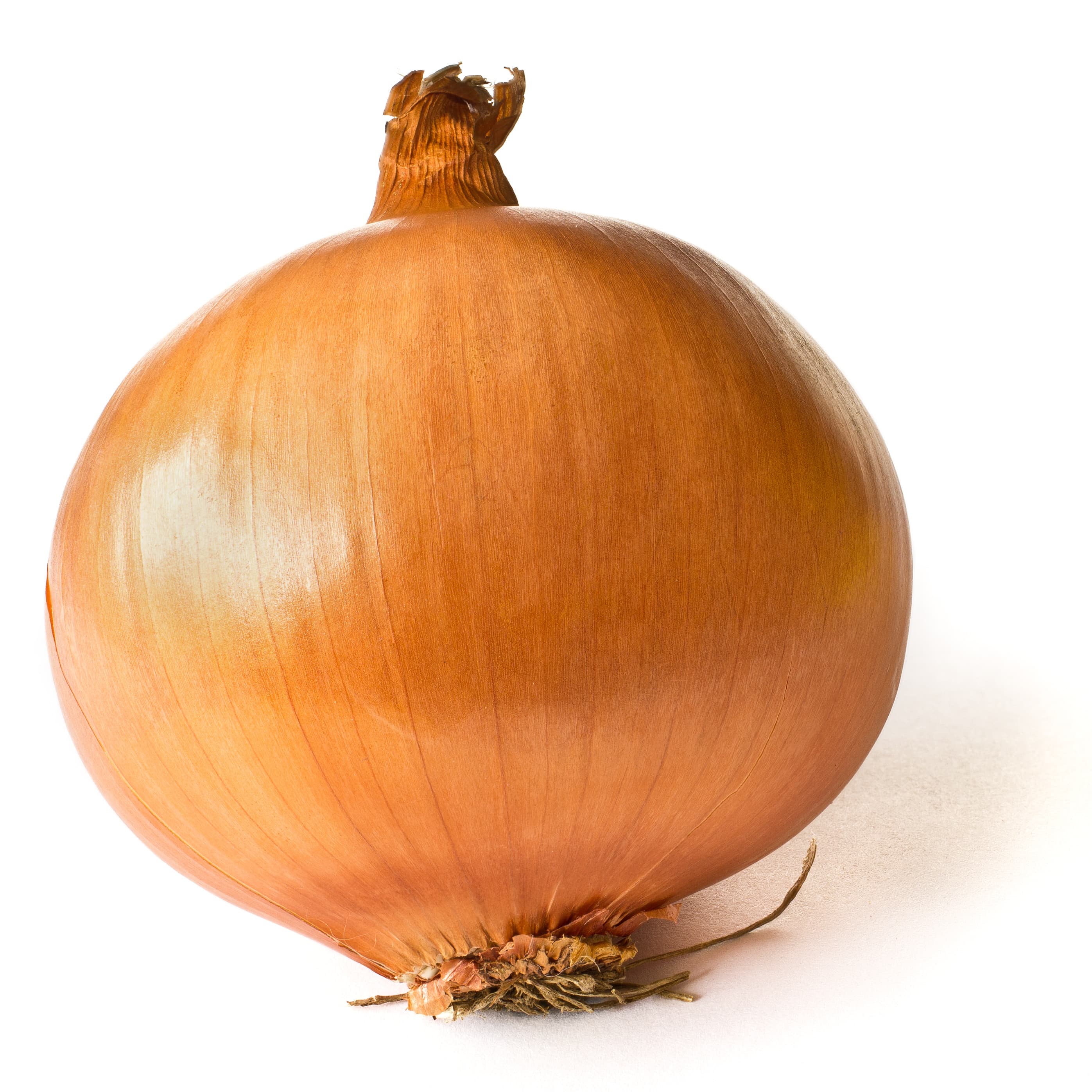 A single brown onion photographed against a white background