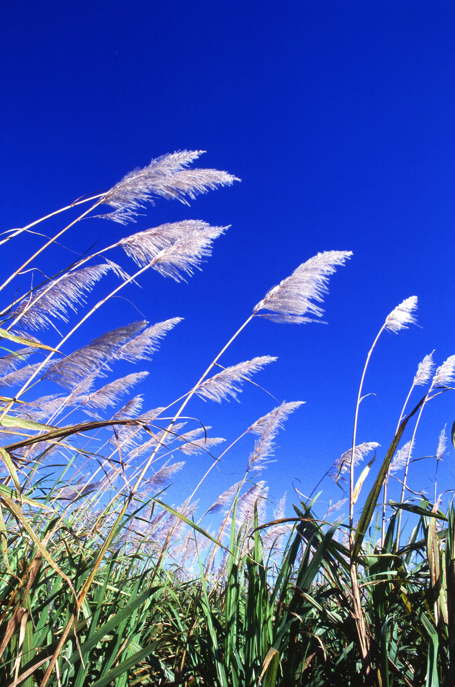 A sugarcane field, the crop behind India's tightened dealer stock limits