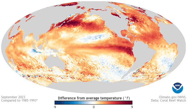 NOAA map of global sea-surface temperature anomalies during El Niño, with a warm band across the central and eastern equatorial Pacific